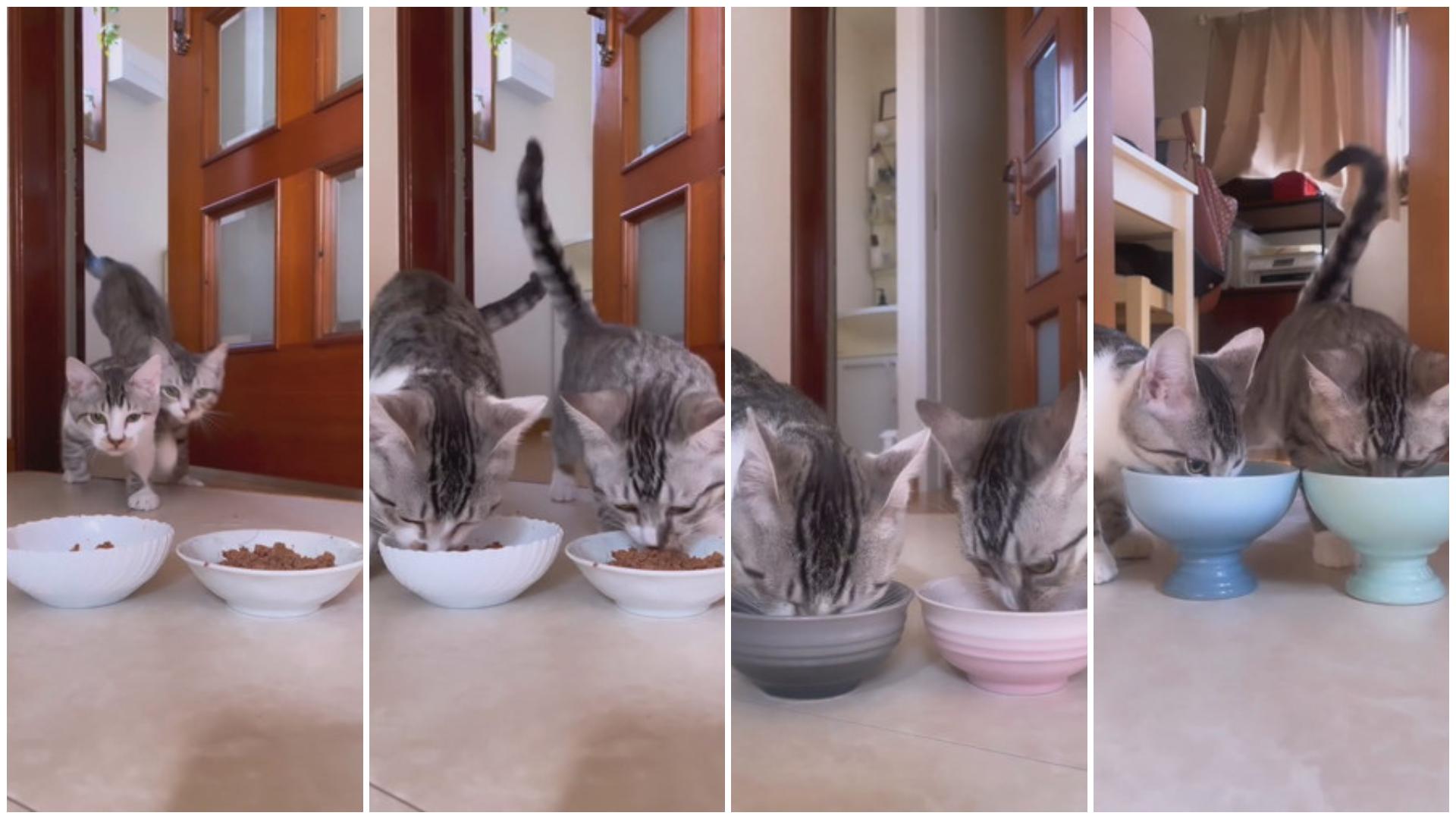 【影】兩奶貓吃飯超和平！「換碗換房換食物」位置從不變　喵：你吃右邊～偶吃左邊～