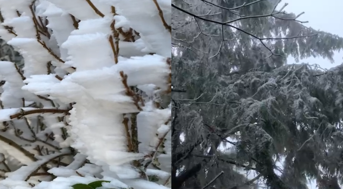 【影】宜蘭太平山今晨-5℃！地面結滿白霜　「霧淞」美景畫面曝光