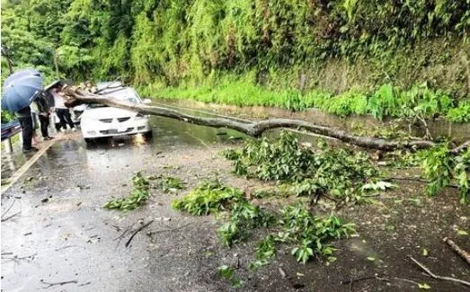 大雨釀災！竹東122縣道大樹倒塌　重砸過路轎車