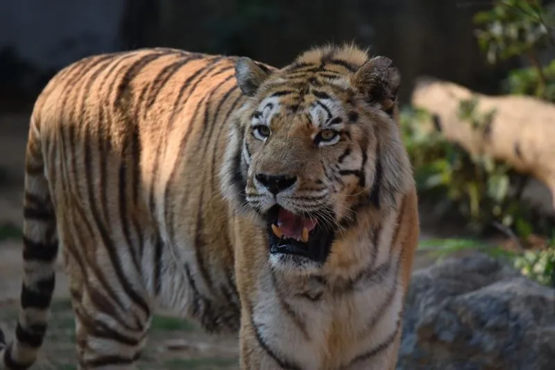 新竹動物園老虎「六福」睡夢中離世！享年18歲、園方不捨發聲了