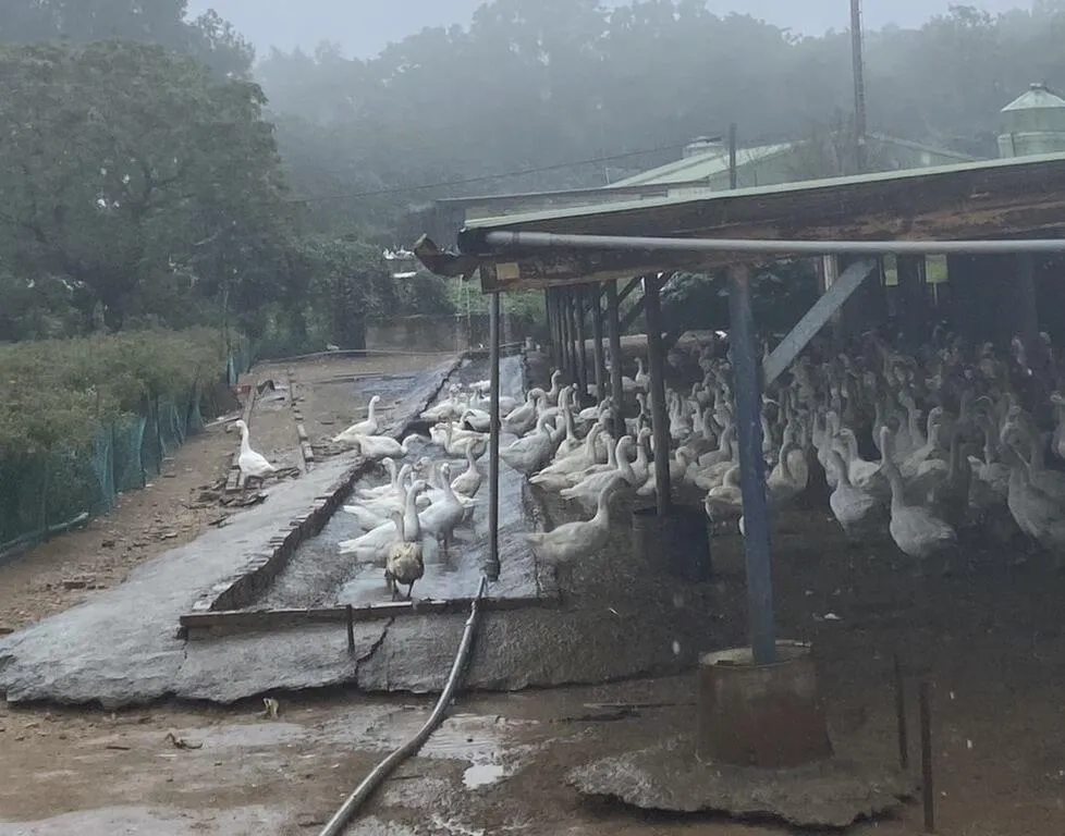 苗栗養鵝場爆H5N1禽流感　1800隻白鵝全數撲殺