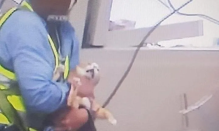 快訊/康老師的橘貓救到了！「表情驚恐」癱躺搜救員懷中　已送動物醫院觀察
